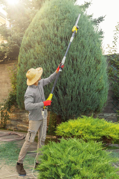 Reliable Berryville, AR Tree Care  Solutions